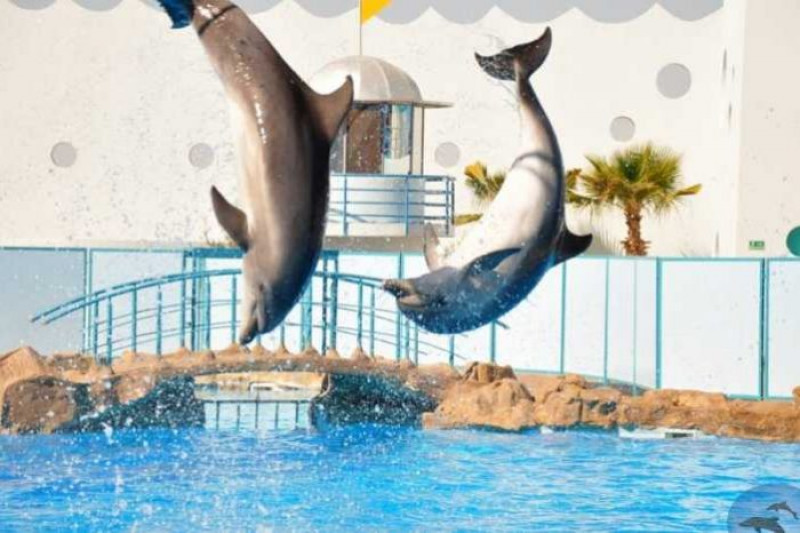 Dolphin Show in Sharm El Sheikh