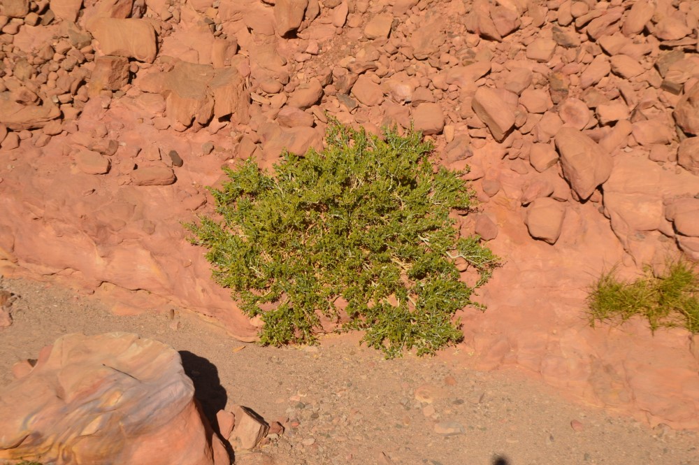 Colored Canyon Jeep Safari from Sharm El Sheikh